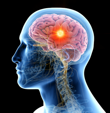 depiction of brain